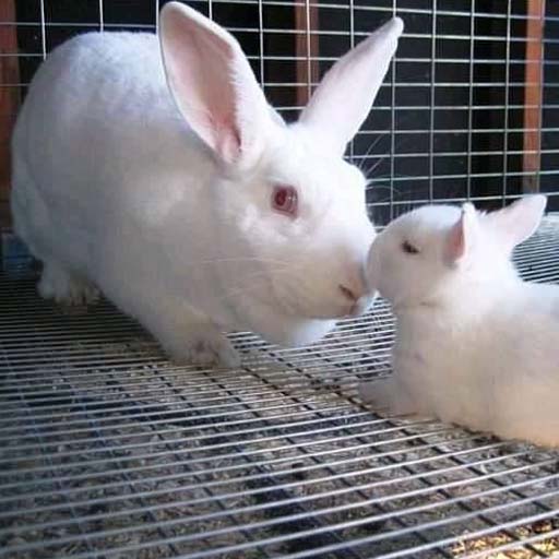 FRENCH RABBIT PAIR – ekat.ae