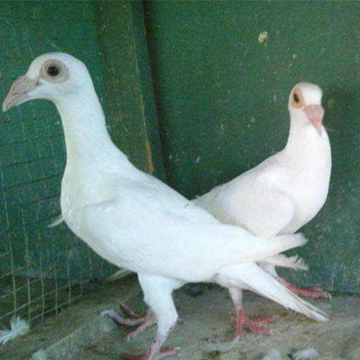 pair Carrier pigeon