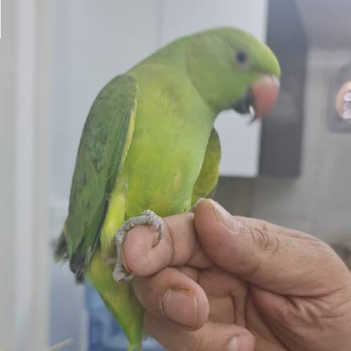 Ring necked Parakeet 1