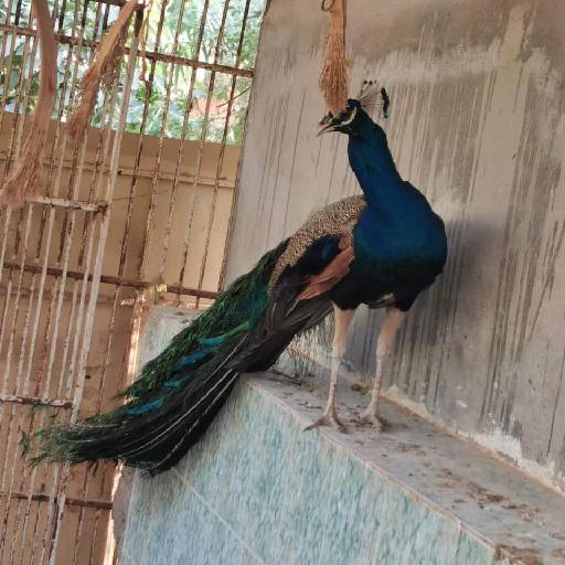 mal peacock indian