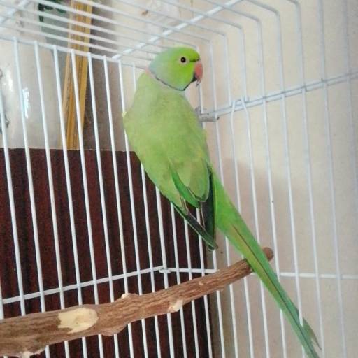 Male corn parrot 2