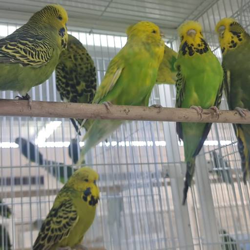 English budgie hot sale price