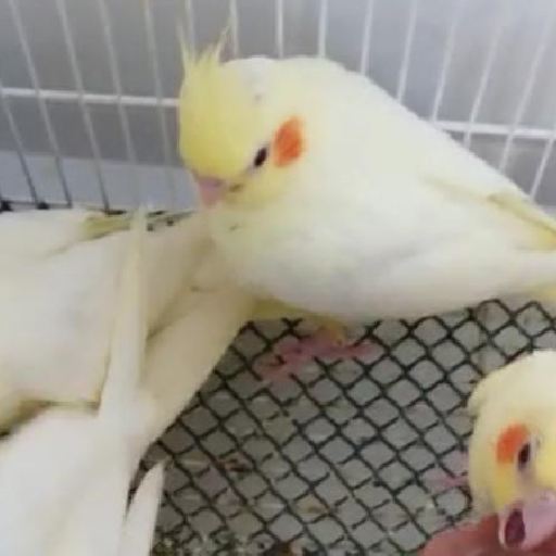 chicks of cockatiels