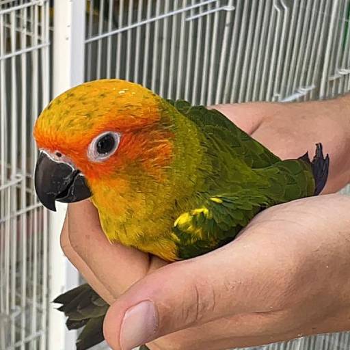parrot sunconuior
