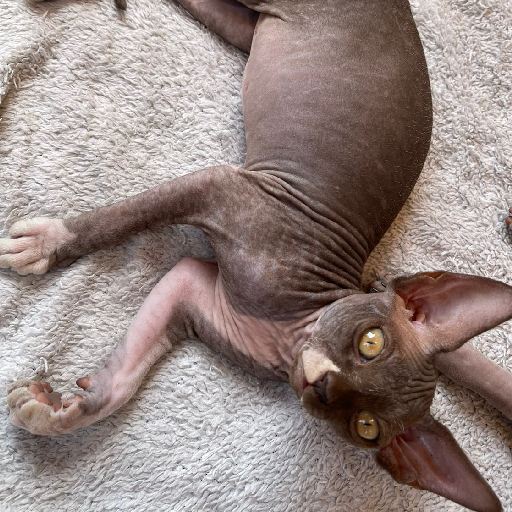 Female sphynx best sale