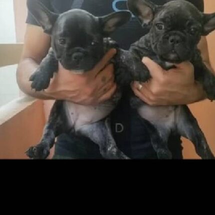 Black and tan french best sale bulldog puppies for sale